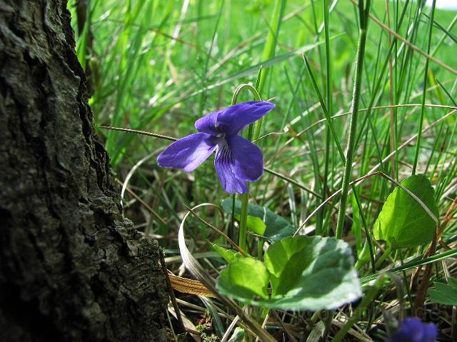 Veilchen im Wald.JPG